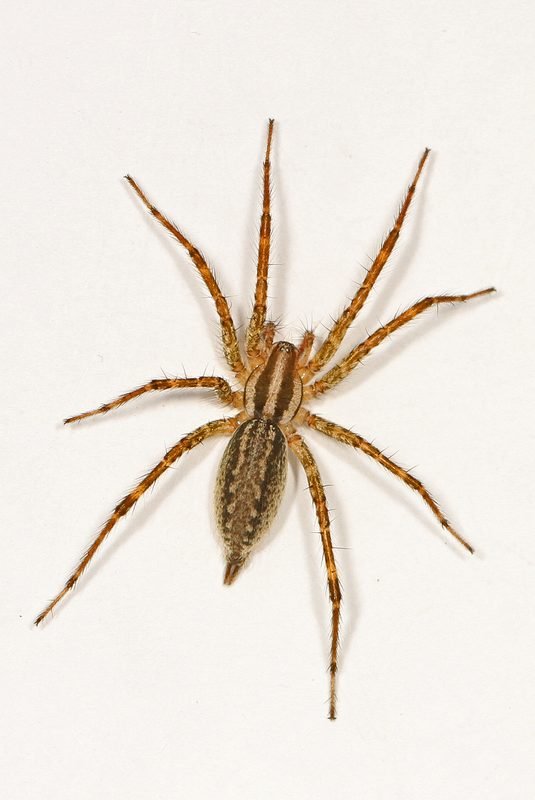 Grass Spider