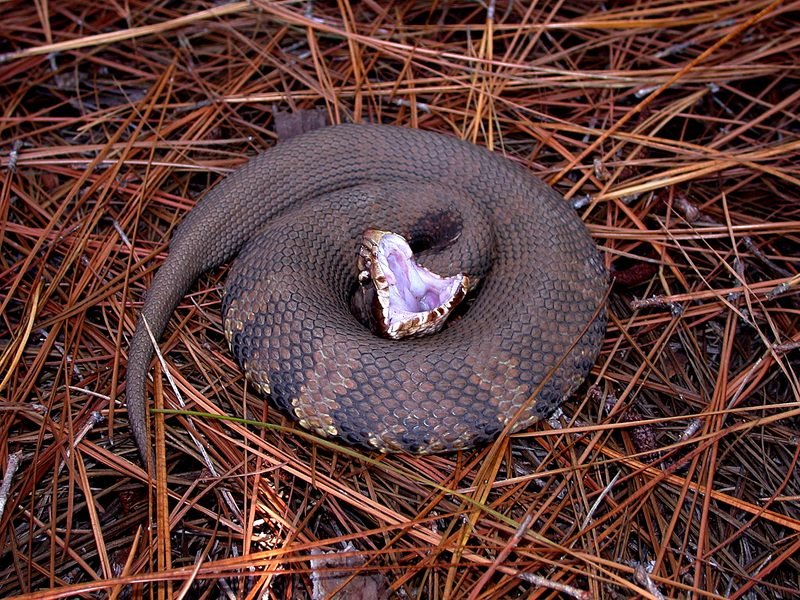 Cottonmouth
