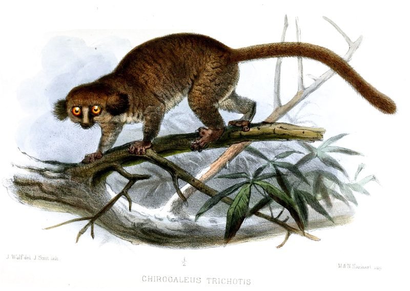Hairy-eared Dwarf Lemur