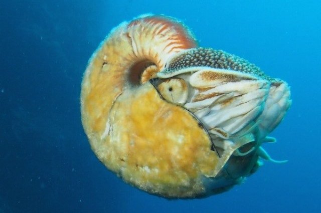 Narrow-shelled Nautilus