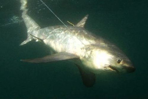 Thresher Shark