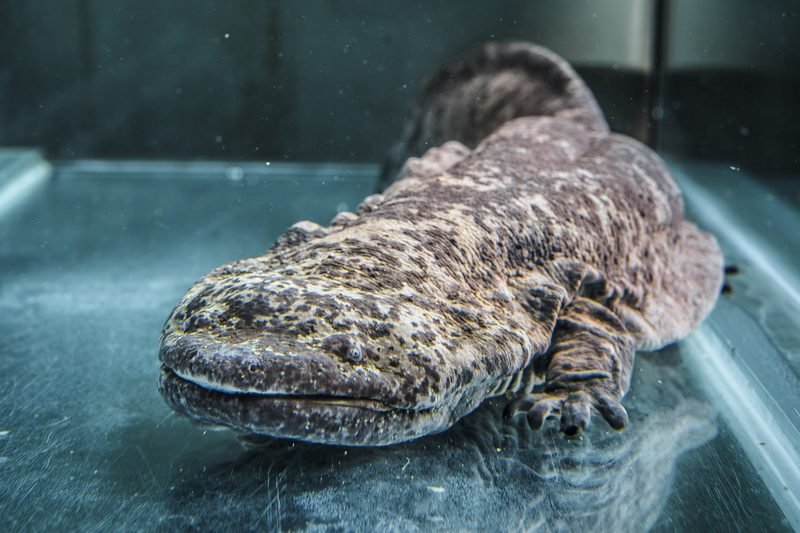 Giant Salamander