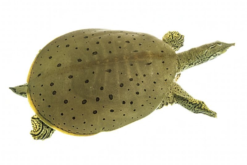 Softshell Turtle