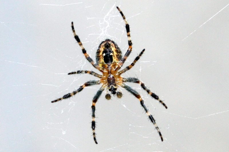 Barn Spider