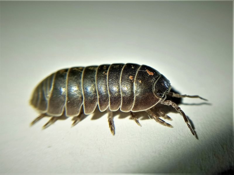 Pill Woodlouse