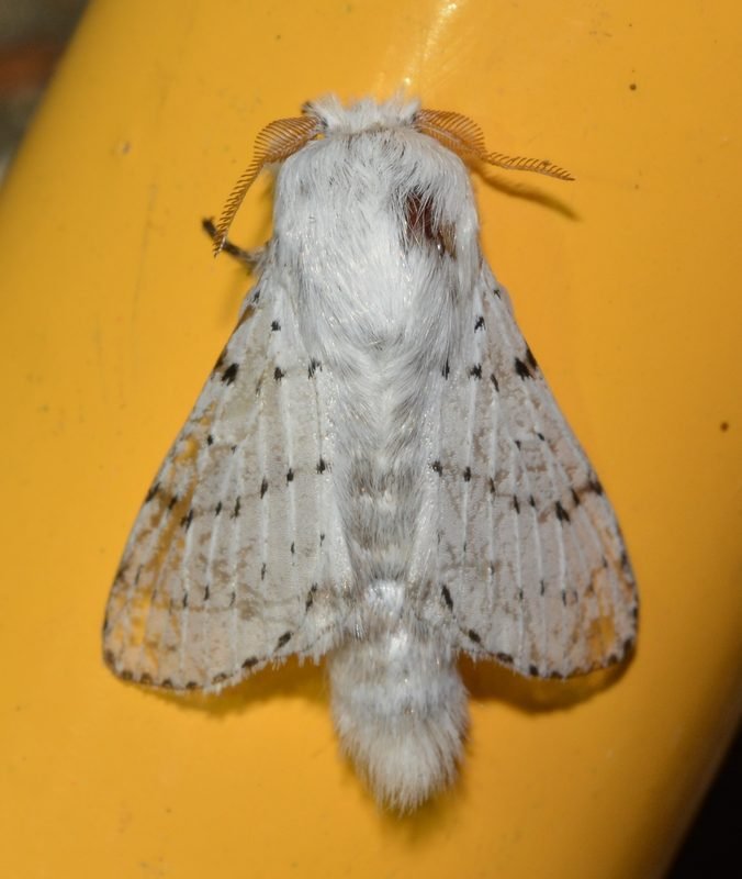Venezuelan Poodle Moth