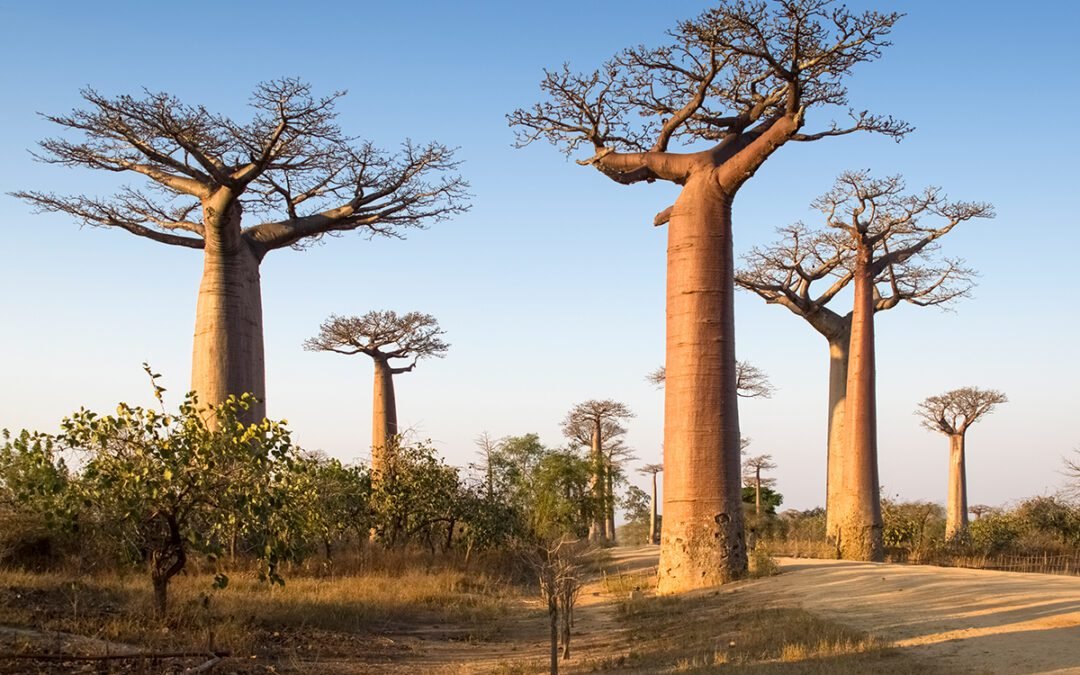 Baobab